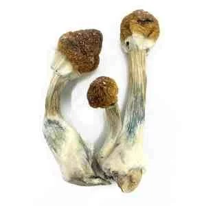 India Orissa Magic Mushrooms