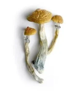 Lyophilized Goldmember Magic Mushrooms