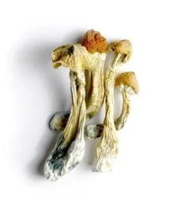 Ecuador Magic Mushrooms