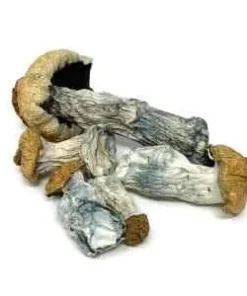 Albino Penis Envy Mushroom Psilocybin