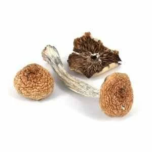 Mazatapec Magic Mushrooms