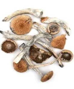 Creeper magic mushroom