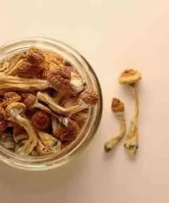 Magic Mushrooms Blue Meanies